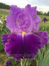 Iris Grape Parfait